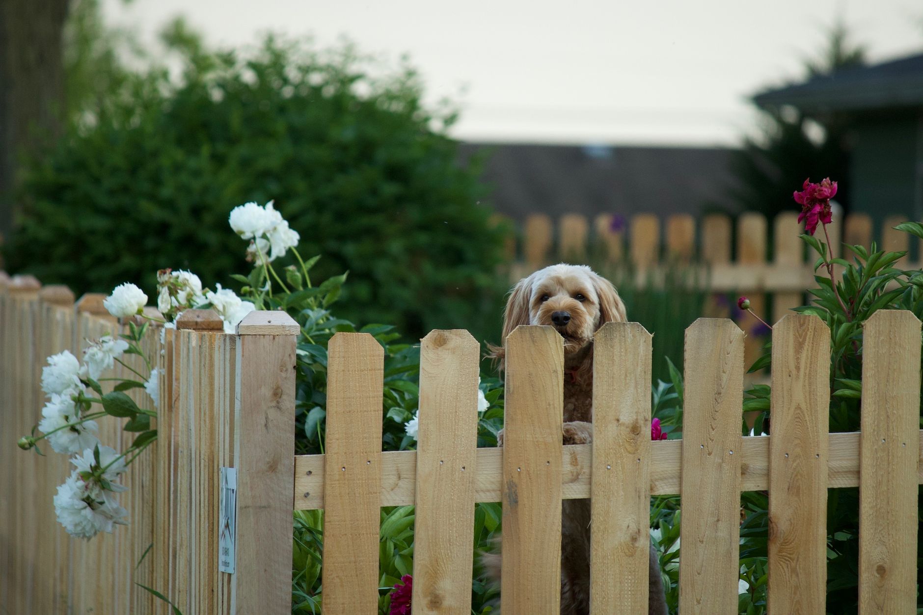 Fencing Services Denver